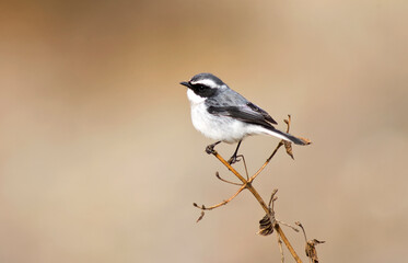 Grijs Paapje, Grey Bushchat, Saxicola ferreus