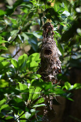 Nest of sparrow. Location: Kerala, India Date 21-10-2019.