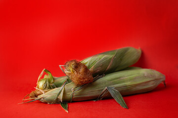 Fresh Organic corn cobs on red background