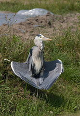 Grey Heron, Blauwe Reiger, Ardea cinerea