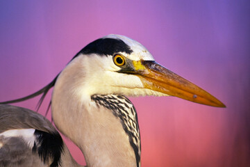 Blauwe Reiger, Grey Heron; Ardea cinerea