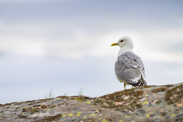 Seagull on sea fjord shore