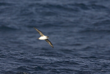 Bruine Stormvogel, Grey Petrel, Procellaria cinerea