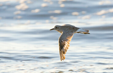 Zilverplevier, Grey Plover, Pluvialis squatarola