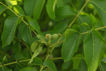 Little walnuts surrounded by leaves of walnut tree