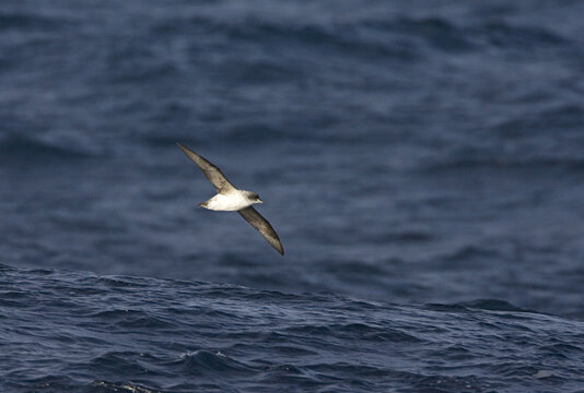 Bruine Stormvogel, Grey Petrel, Procellaria cinerea