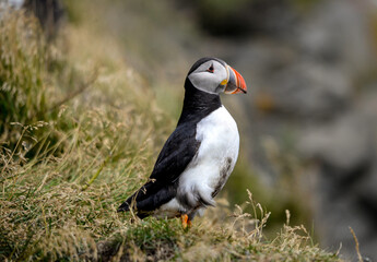 The Atlantic puffin, also known as the common puffin