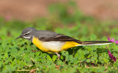 Fototapeta premium Grote Gele Kwikstaart, Grey Wagtail, Motacilla cinerea