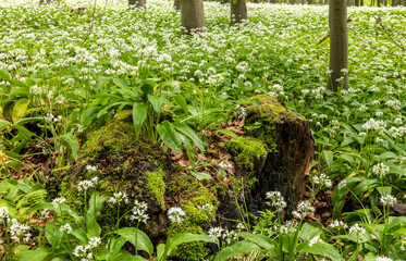 Bärlauchblüte im Nationalpark Hainich, Thüringen