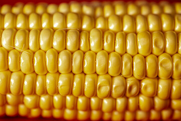 cob corn close up. Ripe yellow corn.