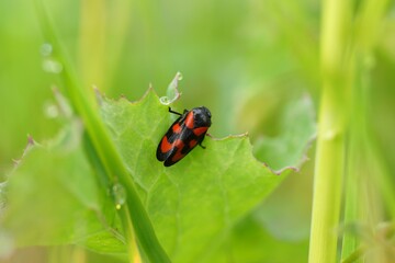 bug on green leaf