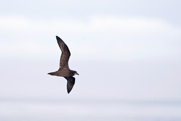 Grey-faced Petrel; Pterodroma macroptera gouldi