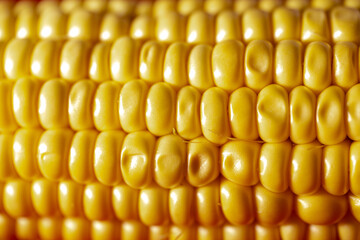 background of ripe yellow corn kernels close-up