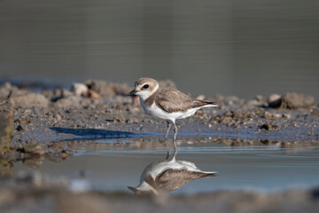 Akca plover, Charadrius alexandrinus, Alaçatı - Çeşme - Turkey