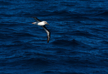 Fototapeta na wymiar Grijskopalbatros, Grey-headed Albatross, Thalassarche chrysostoma