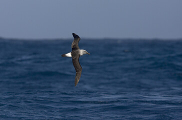 Grey-headed Albatross, Grijskopalbatros, Thalassarche chrysostoma