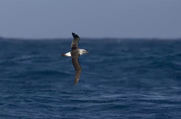 Foto op Aluminium Grey-headed Albatross, Grijskopalbatros, Thalassarche chrysostoma © AGAMI