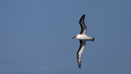 Grijskopalbatros, Grey-headed Albatross, Thalassarche chrysostoma