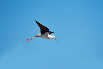 Eurasian long-leg bird (Himantopus himantopus)