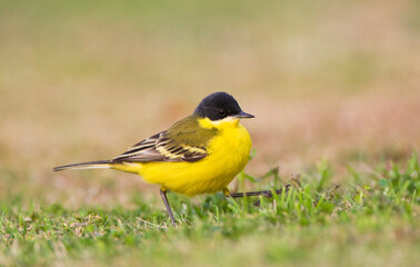 Noordse Gele Kwikstaart; Grey-headed Wagtail; Motacilla thunbergi