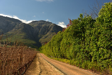 Cobbled farm road going up towards Stellenbosch Mountain in the Western Cape