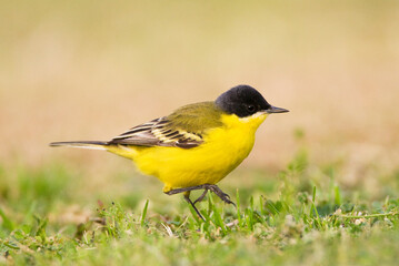 Noordse Gele Kwikstaart; Grey-headed Wagtail; Motacilla thunbergi
