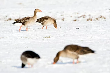 Foto auf Leinwand Grauwe Gans, Grey-lag Goose, Anser anser © AGAMI