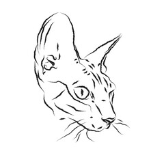 cat