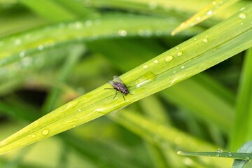Fly close-up on a green leaf among water drops.