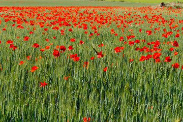 Wild Red poppies field in spring time. Abstract background with poppies in the field.