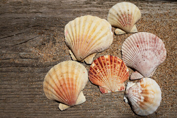 Seashells close up on wooden background, top view.