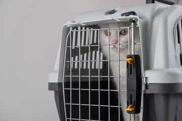 White fluffy cat in a cage for safe transportation of the animal. Travel concept with pets