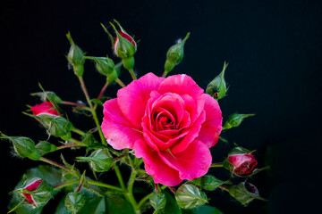 Branch of garden rose, flower buds and leaves on black background