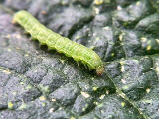モンシロチョウの幼虫（青虫）