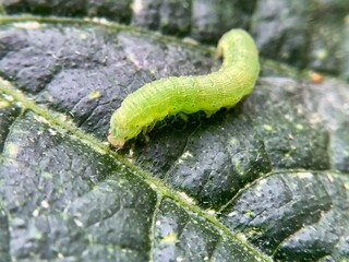 モンシロチョウの幼虫（青虫）