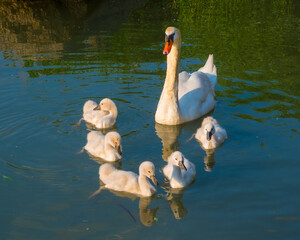 Swan female surrounded by its cute nestlings swims on lake
