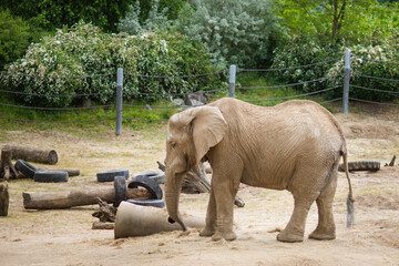 Słoń Afrykański w ZOO