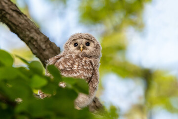 エゾフクロウの子供