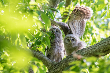 エゾフクロウの子供
