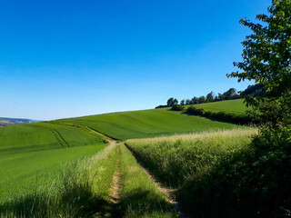 Green rural landscape with grass and trees against clear blue sky for copy space in the valley Taubertal, Germany