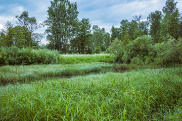 The lush vegetation of a small river in the countryside. The banks are naturally overgrown with water plants and bushes. Scenic views, places to hike and relax.
