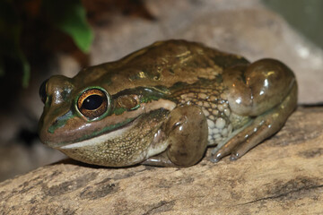 Endangered Australian Yellow-spotted Bell Frog
