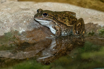 Endangered Australian Yellow-spotted Bell Frog