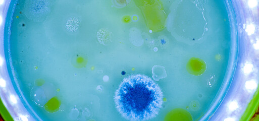 Colonies of microorganisms in a petri dish