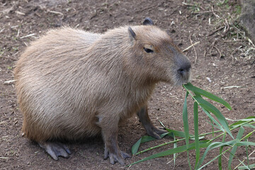 Captive Capybara feeding on bamboo leaves