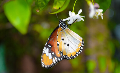 butterfly on flower