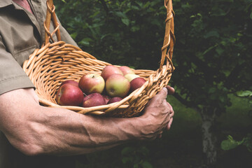 A man in his garden in the summer holds a basket with a crop of red apples (close)