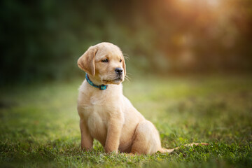 Yellow Lab puppy sitting calmly outdoors with a sun flare background