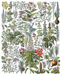 Medicinal plants and herbs collection - vintage illustration from Larousse du xxe siècle - obrazy, fototapety, plakaty