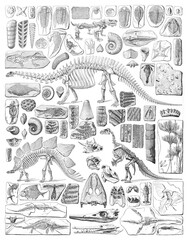 Paleontology - Silurian period - animal fossils and skeletons collection - vintage engraved illustration from Larousse du xxe siècle - 439854696